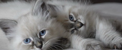 Тольятти кошки, сибирские котята